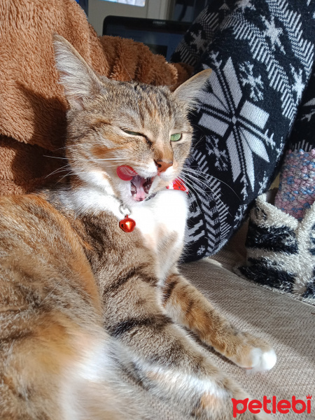 Tekir Kedi, Kedi  BASTET fotoğrafı