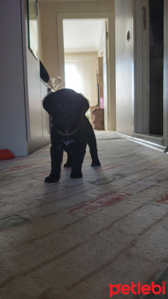 Labrador Retriever, Köpek  Maze fotoğrafı