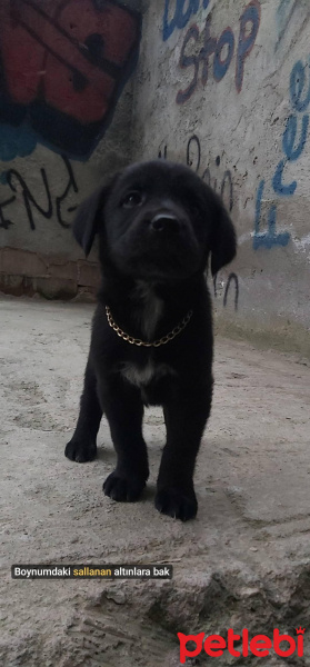 Labrador Retriever, Köpek  Maze fotoğrafı