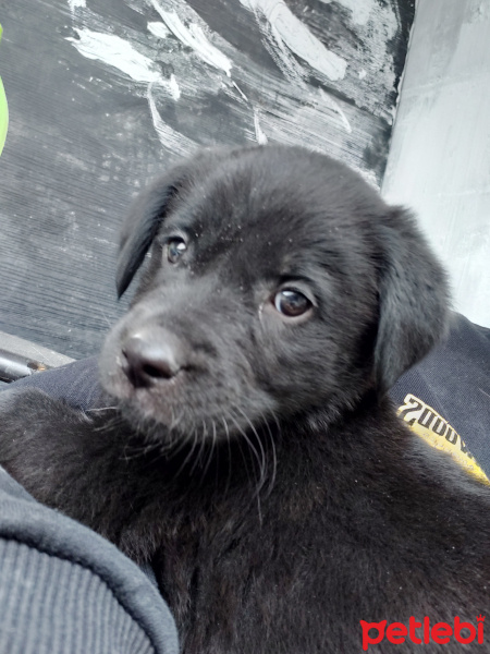 Labrador Retriever, Köpek  Maze fotoğrafı