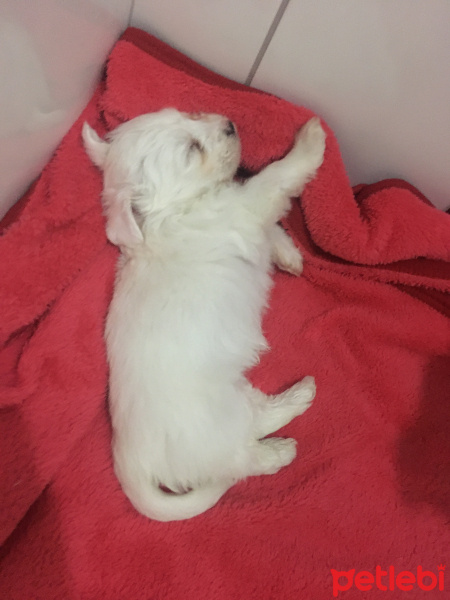 Maltese, Köpek  Yumak fotoğrafı