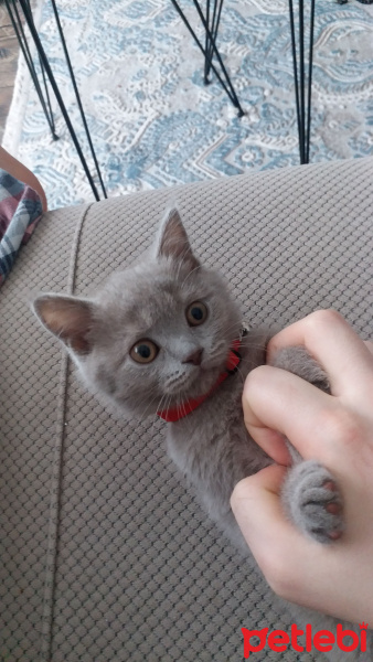 British Shorthair, Kedi  Kartal fotoğrafı