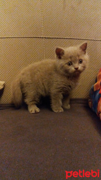 British Shorthair, Kedi  Kartal fotoğrafı