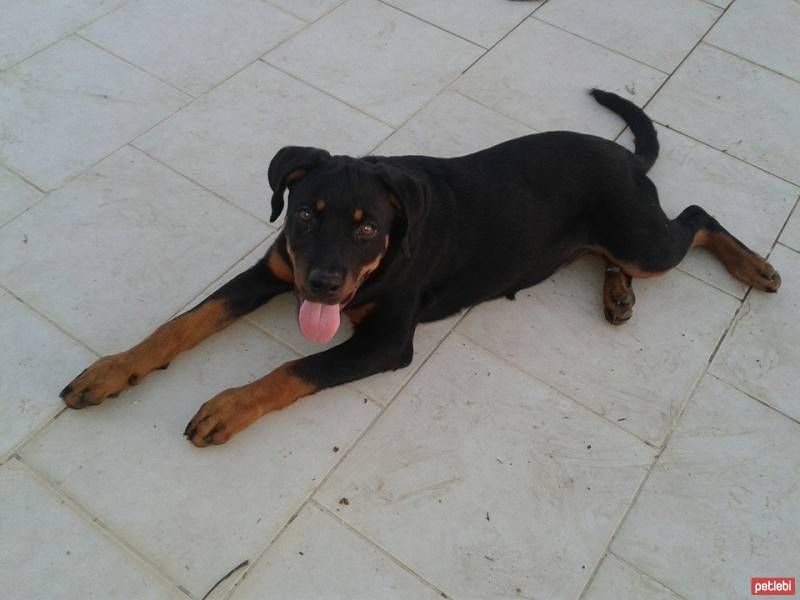 Rottweiler, Köpek  umay fotoğrafı