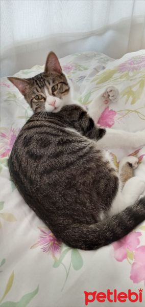 Tekir Kedi, Kedi  Paşa fotoğrafı