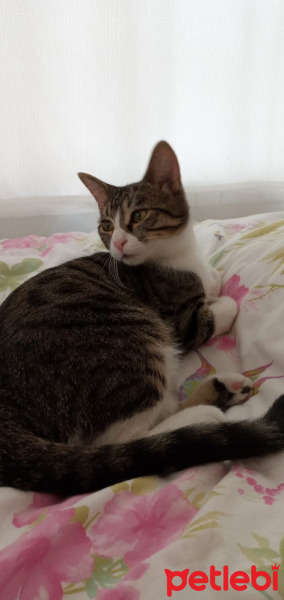 Tekir Kedi, Kedi  Paşa fotoğrafı