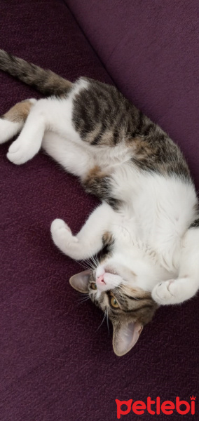 Tekir Kedi, Kedi  Paşa fotoğrafı