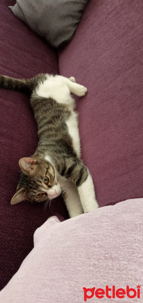Tekir Kedi, Kedi  Paşa fotoğrafı