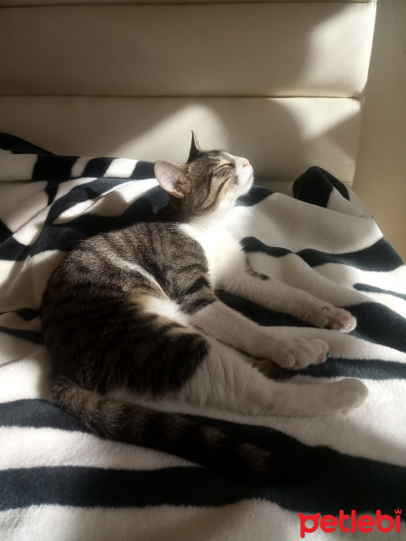 Tekir Kedi, Kedi  Paşa fotoğrafı