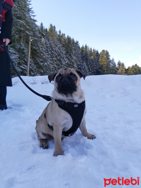 Pug, Köpek  Ares fotoğrafı