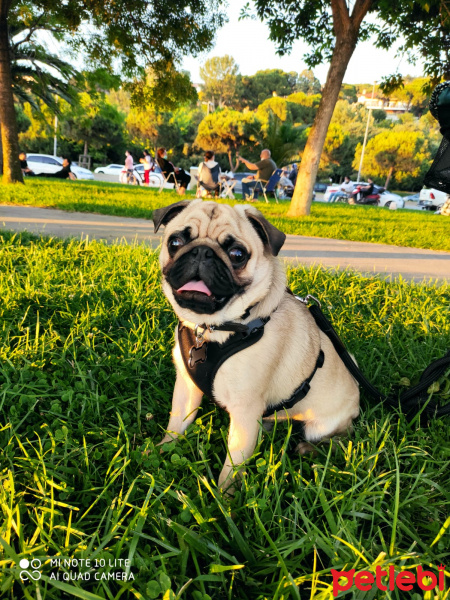 Pug, Köpek  Ares fotoğrafı