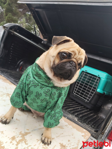 Pug, Köpek  Ares fotoğrafı