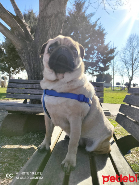 Pug, Köpek  Ares fotoğrafı