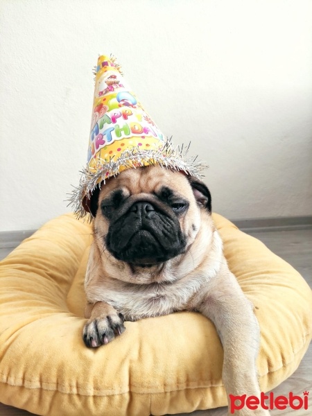 Pug, Köpek  Ares fotoğrafı