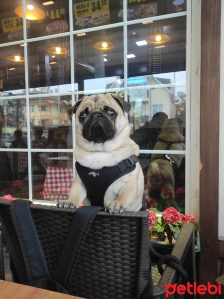 Pug, Köpek  Ares fotoğrafı