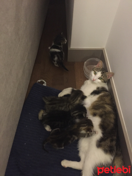 Tekir Kedi, Kedi  Ev tekiri yavruları fotoğrafı