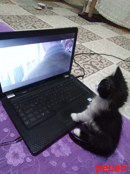 Tuxedo (Smokin) Kedi, Kedi  Bob fotoğrafı