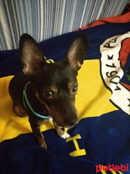 Doberman Pinscher, Köpek  Dany fotoğrafı