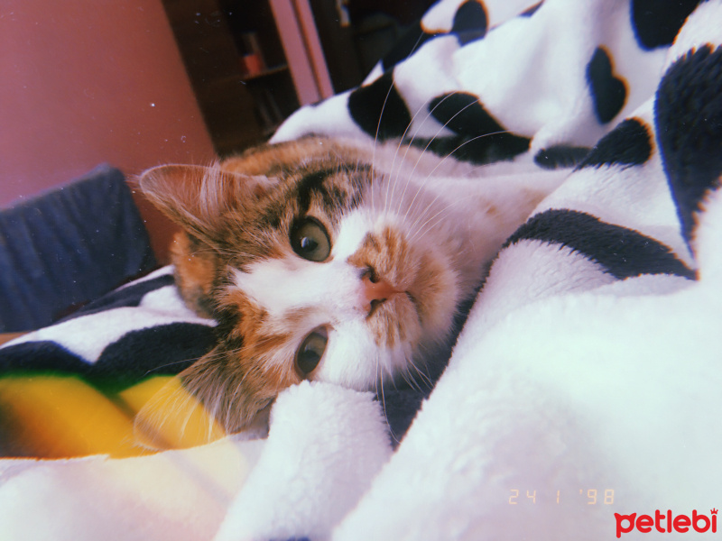 Tekir Kedi, Kedi  Tedi fotoğrafı