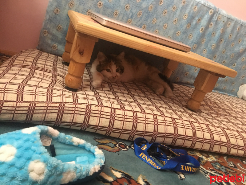 Tekir Kedi, Kedi  Tedi fotoğrafı