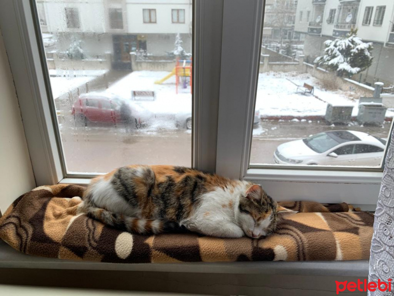 Tekir Kedi, Kedi  Tedi fotoğrafı