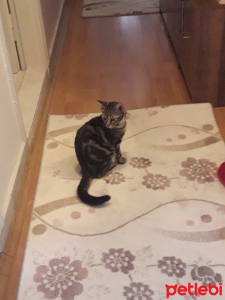 Tekir Kedi, Kedi  Minnoş Tekir kedimiz fotoğrafı