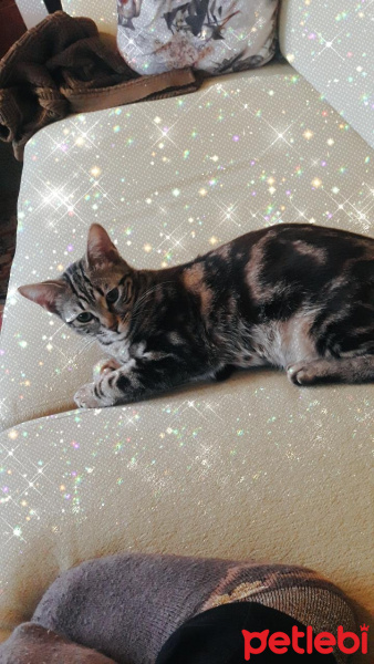 Tekir Kedi, Kedi  Minnoş Tekir kedimiz fotoğrafı