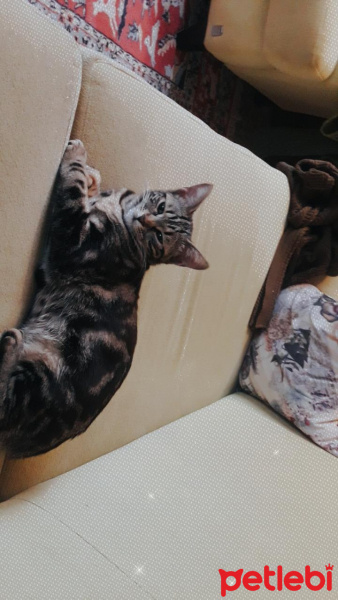 Tekir Kedi, Kedi  Minnoş Tekir kedimiz fotoğrafı