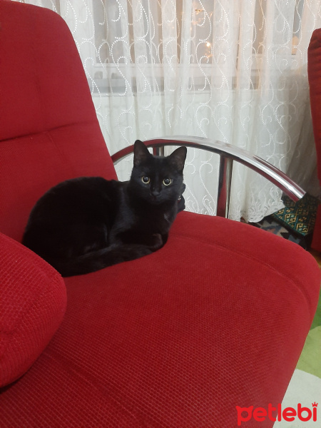 Bombay, Kedi  Mia fotoğrafı