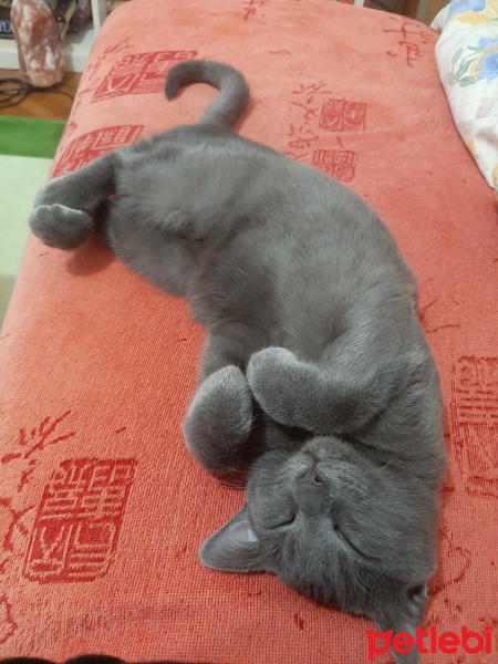 British Shorthair, Kedi  Kırpık fotoğrafı