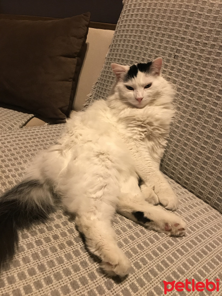 Tuxedo (Smokin) Kedi, Kedi  Süt fotoğrafı