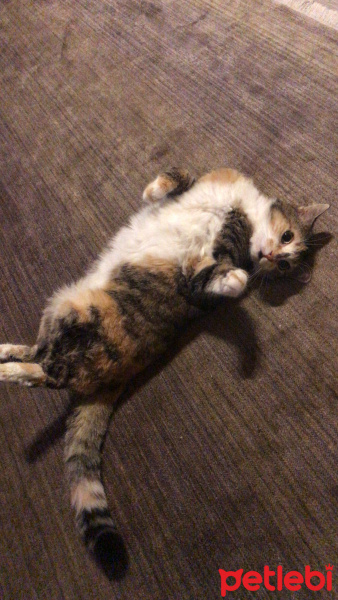 Tekir Kedi, Kedi  Leblebi fotoğrafı