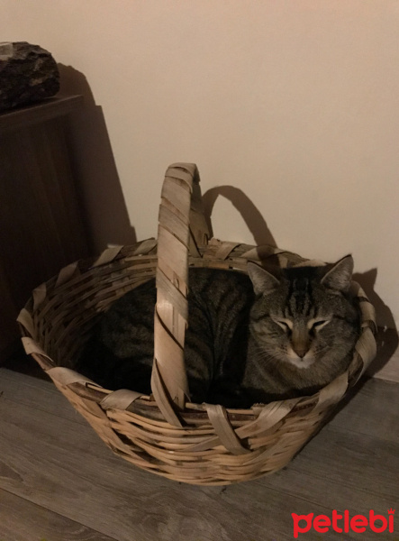 Tekir Kedi, Kedi  Gölge fotoğrafı