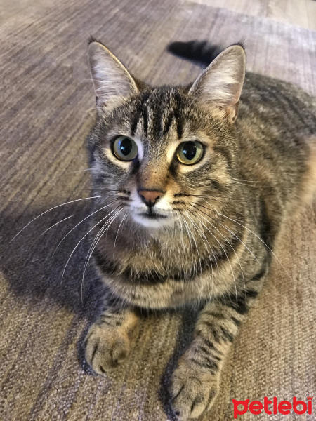 Tekir Kedi, Kedi  Zıpkın fotoğrafı
