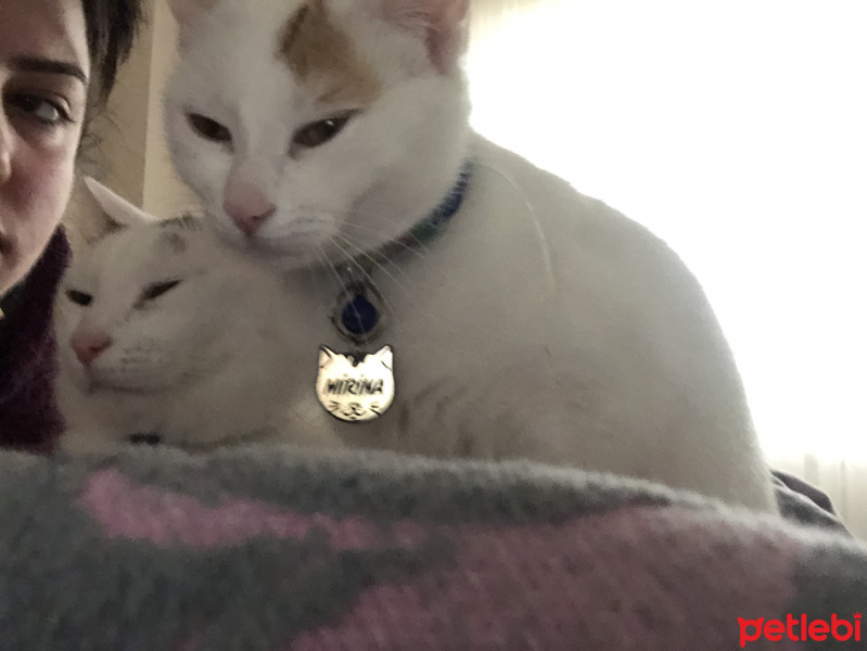 Tekir Kedi, Kedi  Mirina fotoğrafı