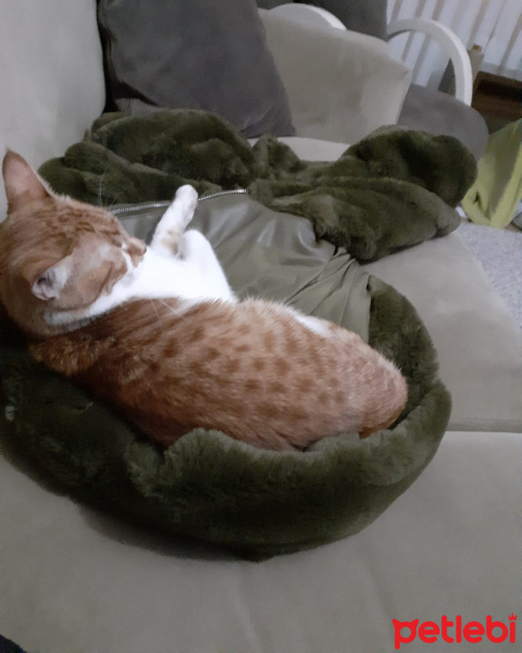 Tekir Kedi, Kedi  Yumak fotoğrafı