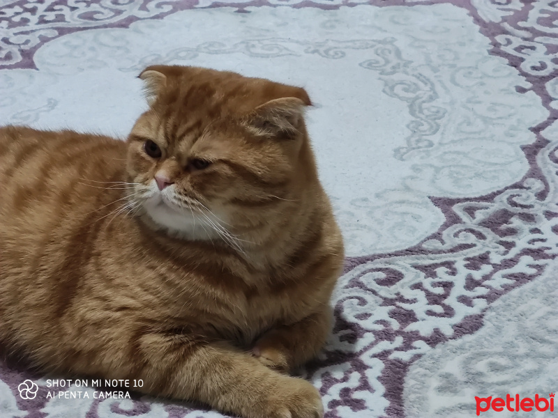 Scottish Fold, Kedi  Mandi fotoğrafı