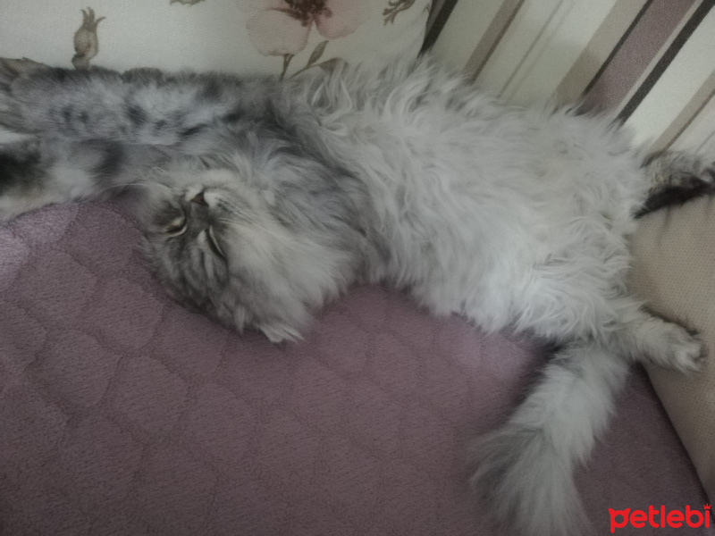 British Shorthair, Kedi  linda fotoğrafı