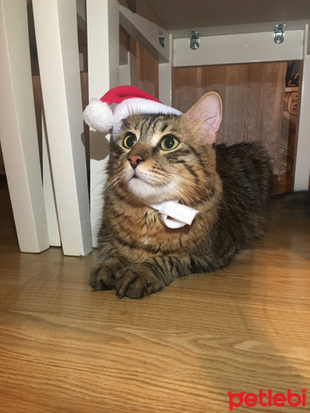 Tekir Kedi, Kedi  Kaju fotoğrafı