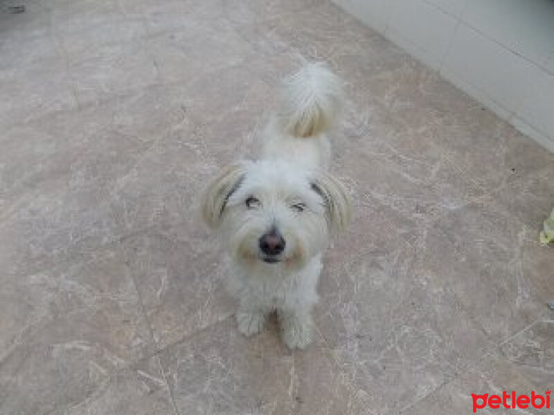 Maltese, Köpek  Max fotoğrafı