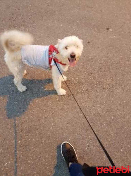 Maltese, Köpek  Max fotoğrafı