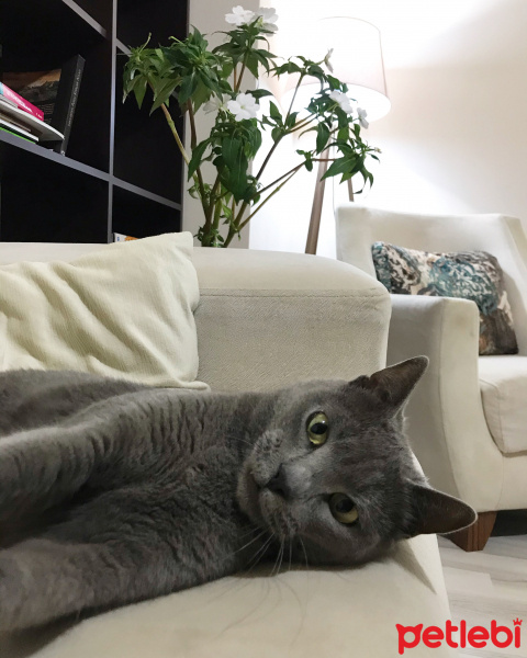 Mavi Rus, Kedi  Luna fotoğrafı
