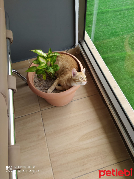 Tekir Kedi, Kedi  Gülsüm fotoğrafı