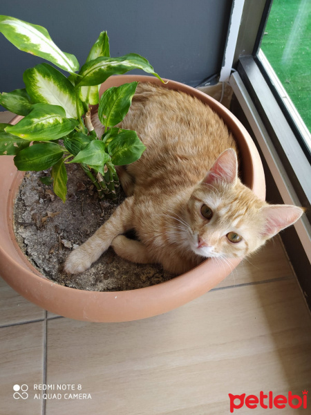Tekir Kedi, Kedi  Gülsüm fotoğrafı