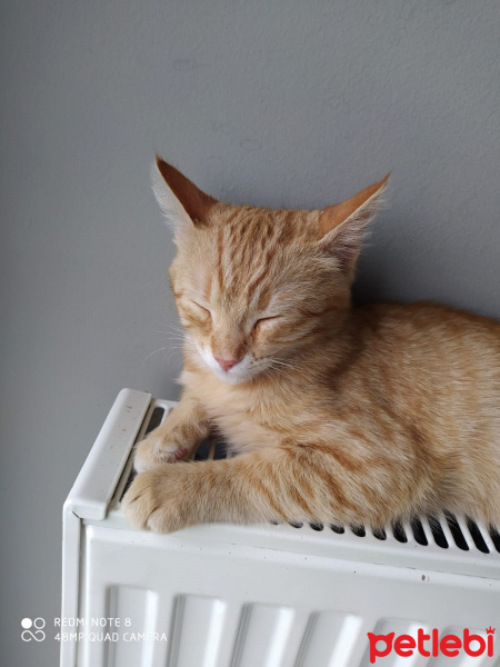 Tekir Kedi, Kedi  Gülsüm fotoğrafı