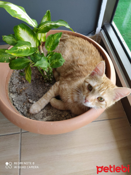 Tekir Kedi, Kedi  Gülsüm fotoğrafı