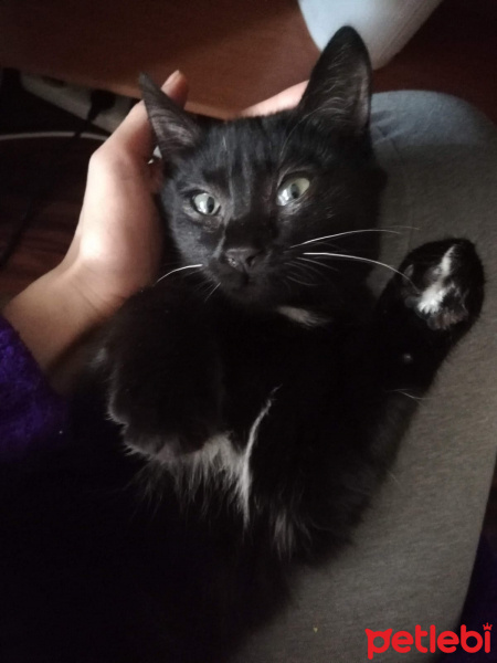 Bombay, Kedi  Pixel fotoğrafı