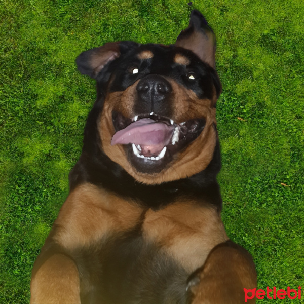 Rottweiler, Köpek  Gece fotoğrafı