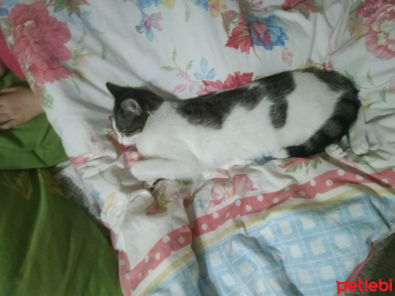 Tekir Kedi, Kedi  Venüs fotoğrafı