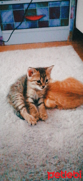 Tekir Kedi, Kedi  İsimsiz fotoğrafı